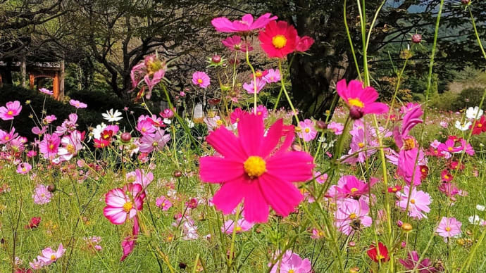 ユニクロ🌟秦野戸川公園