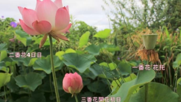 蓮の三番花と二番花が同時咲きです! 2019.06.30