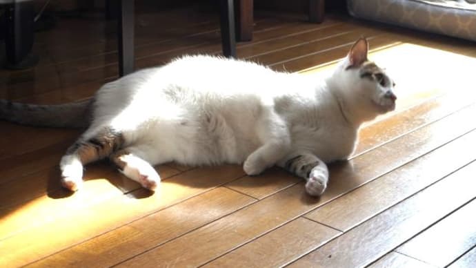 桃は行きたい方へと誘導する♪