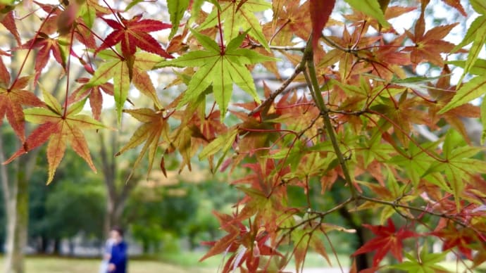 11月1日（月）のお散歩