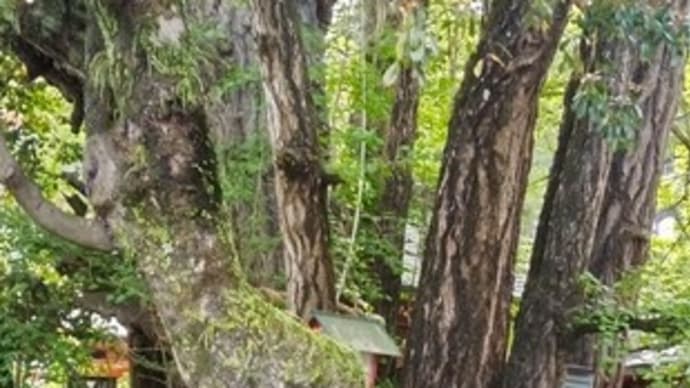 高塚愛宕地蔵尊のイチョウ2023