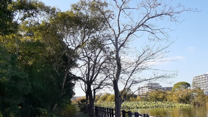 水元公園の黄葉/水辺の遊歩道