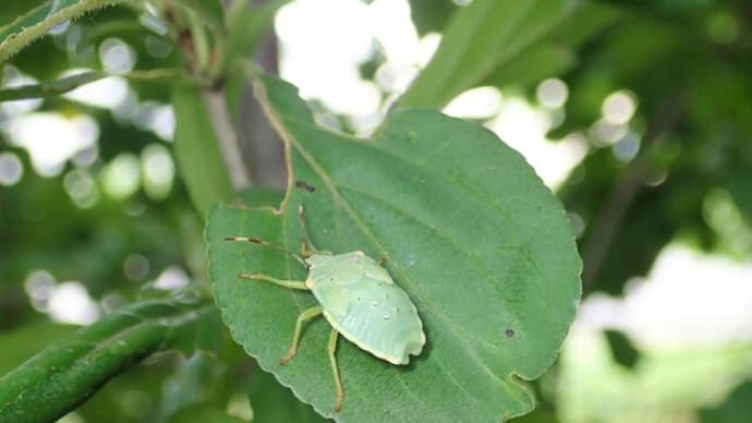 北海道で撮影したカメムシの仲間