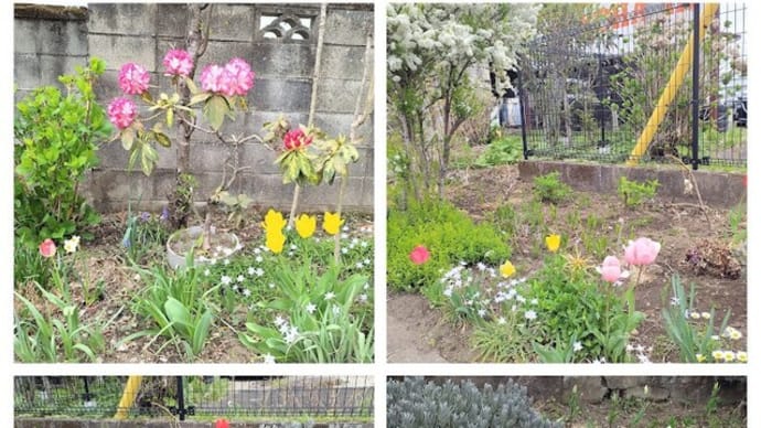 4月半ばからの花と近況
