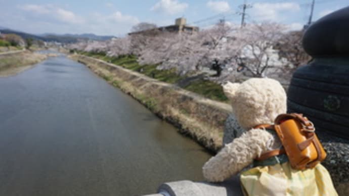 高野川沿いの桜並木…春の小川のような下鴨エリアの疏水。ランチは、「浅井食堂」でパスタを