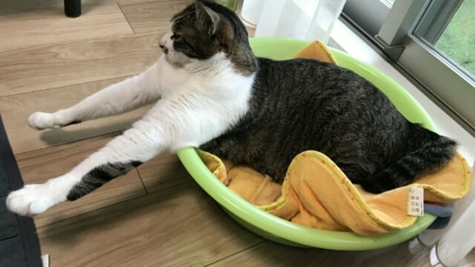 母の日ですね❤ そして腕自慢