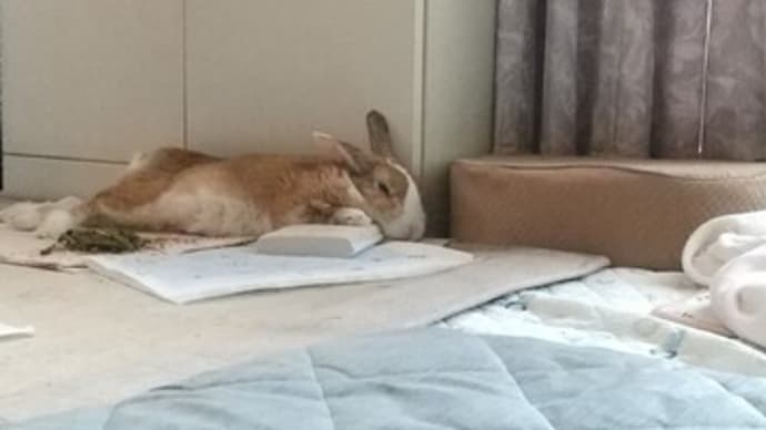 ちゃる、病院