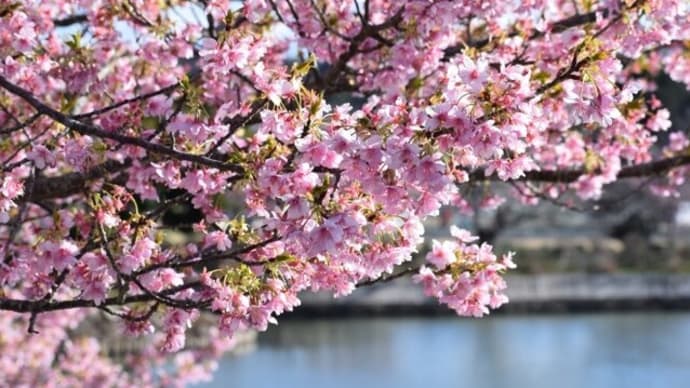 山本の堰（せき）の河津桜（館山市）