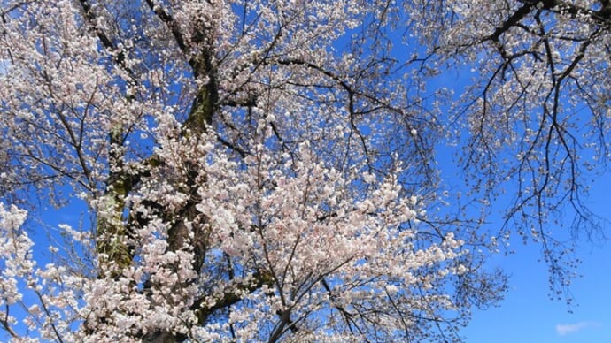 青野原は桜が満開ですよ！～相模原市緑区