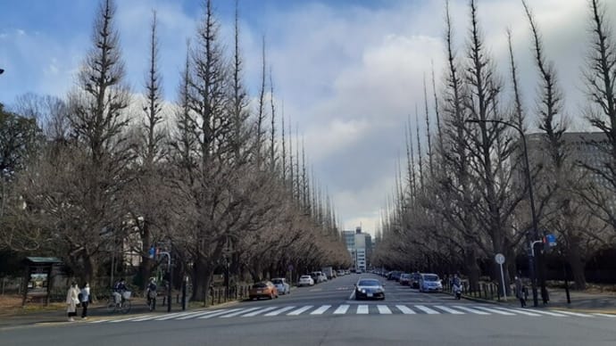 春待ちの神宮外苑いちょう並木