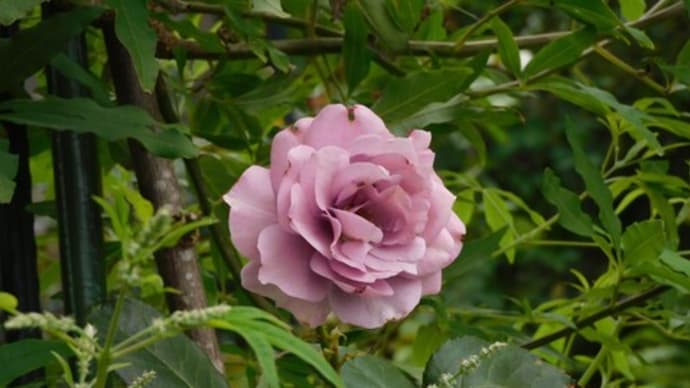 夏越の祓 茅の輪くぐり