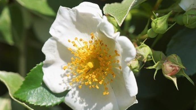 植物多様性センターの続きです~神代植物公園~