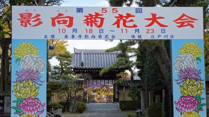 「影向菊花大会」／善養寺（小岩）