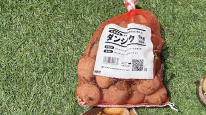 2025 春ジャガイモ