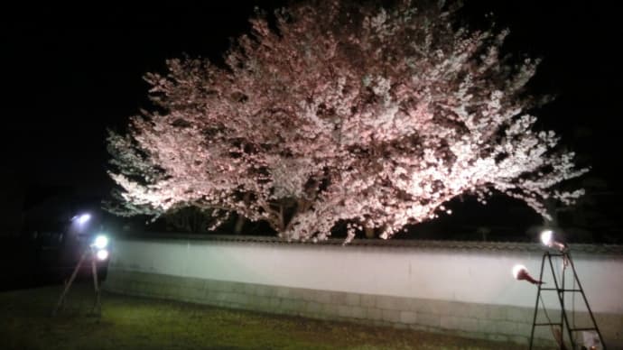 桜よ、散らないで！！