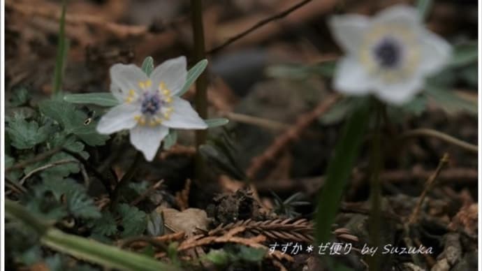 節分草の見頃続行中。