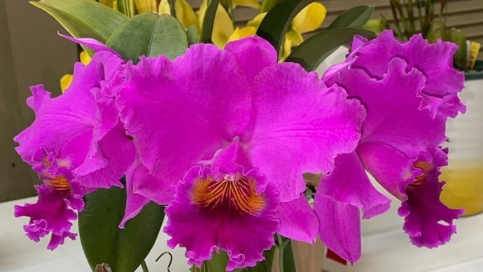 ◇C. Susan Holguin‘Vibrant’