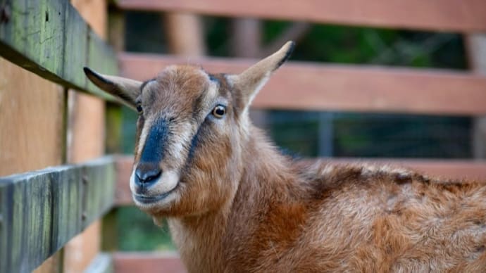 ヤギのモカより新年のご挨拶