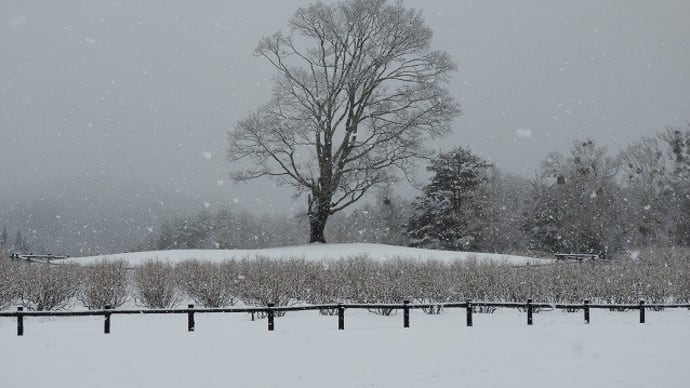 重たい雪です