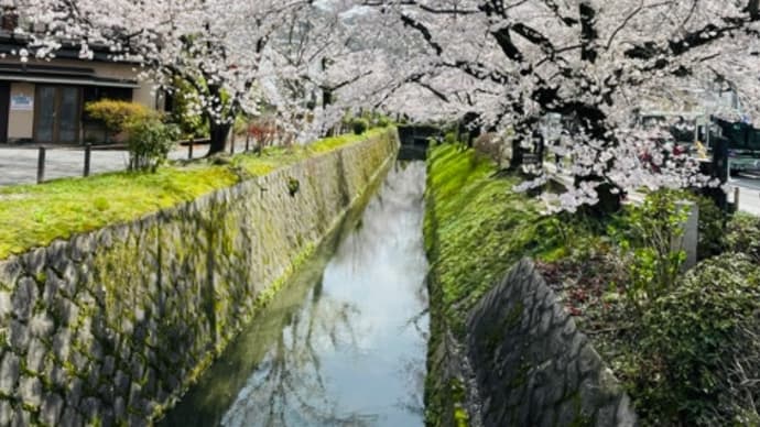 哲学の道も、、桜満開かな?