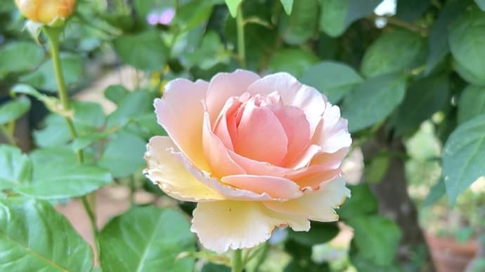 2種の夏花寄せ植え作り ＆ プリンセス シャルレーヌ