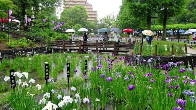 雨傘と花しょうぶ