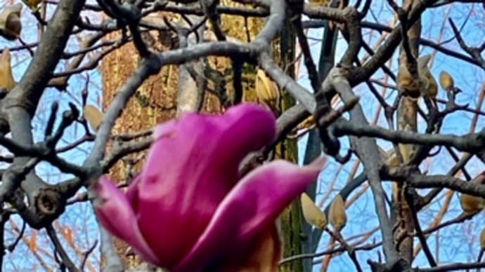 花粉症が酷くて