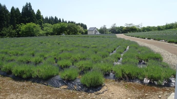 ラベンダー園、満開には少し早い