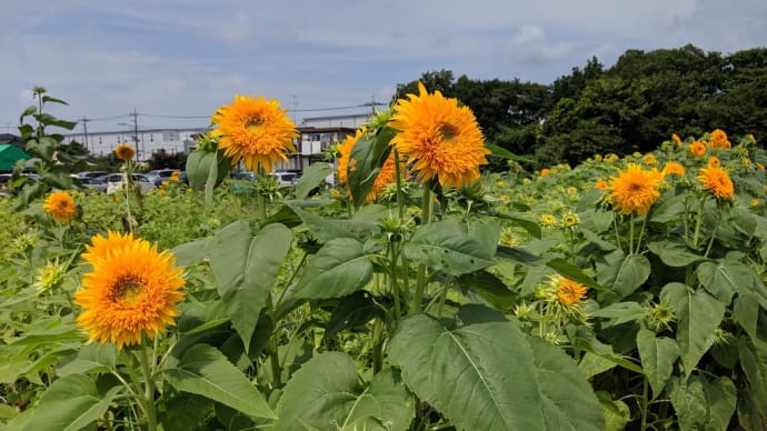 蓮田ひまわり畑2019へ行って来ました