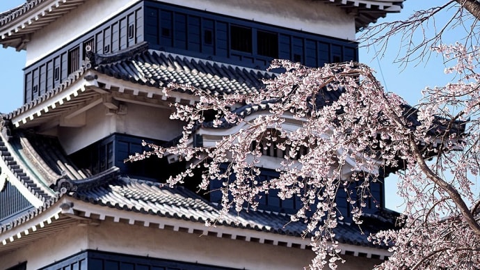 ★松本城本丸庭園内の桜を撮りに入ってみた②🌸 2025