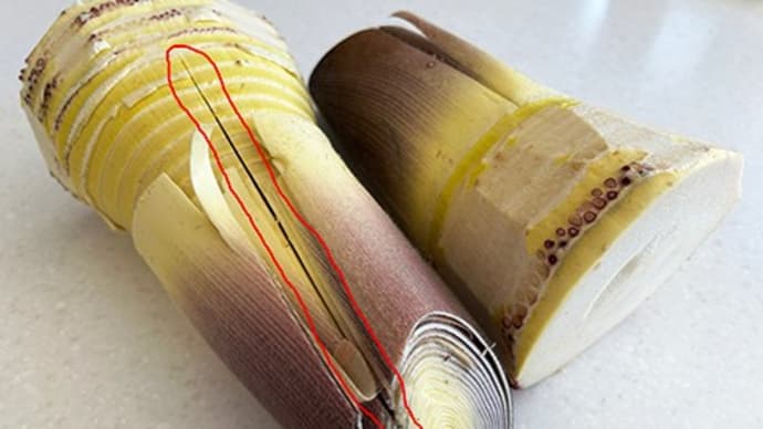 簡単で美味しいタケノコの処理