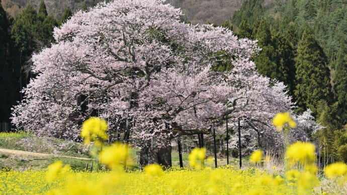 【さくら】黒部のエドヒガン桜・・・(高山村) ☆4月10日撮影