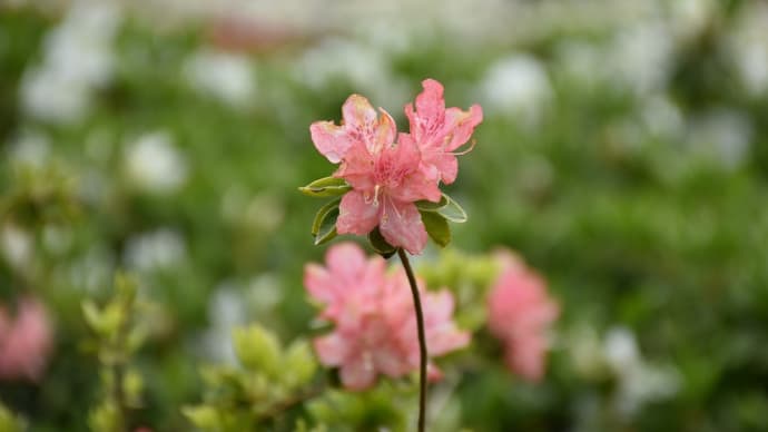 つつじ狩り 静岡県熱海市 花まつり:姫の沢公園(3)頂上に向かって登り始めます