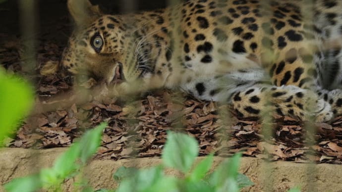 アムールヒョウとゴールデンターキン