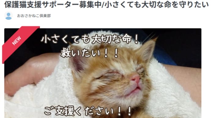 保護猫活動を維持するためのご支援のお願い