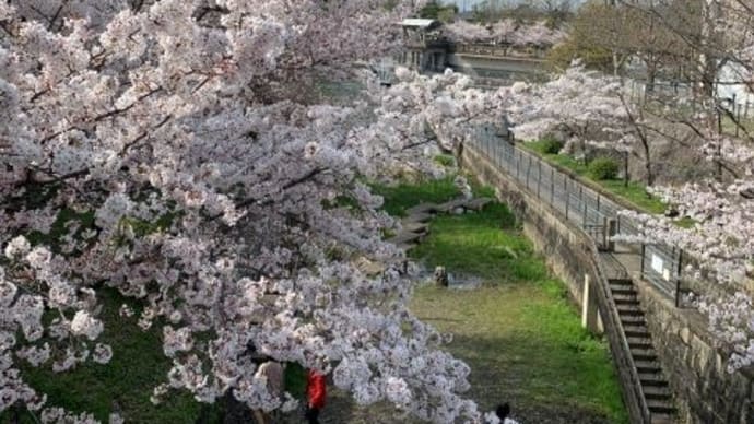 思い立って蹴上インクライン周辺のお花見に・・