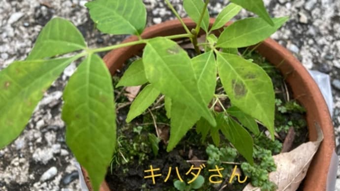 キハダってなんじゃろか