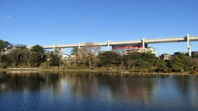 １２月１８日千葉公園キンクロハジロが来ています