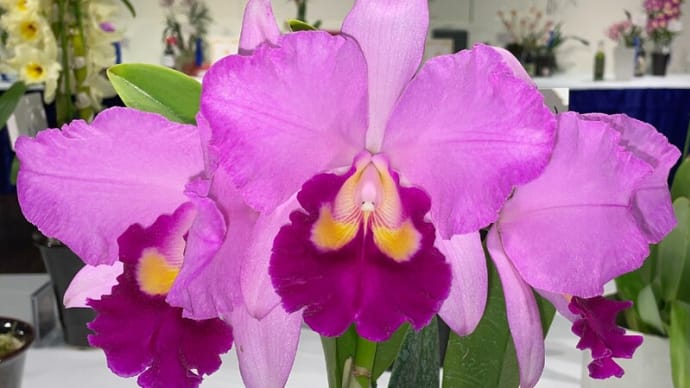 ◇Rlc. Tropical Feeling ‘KIITO’