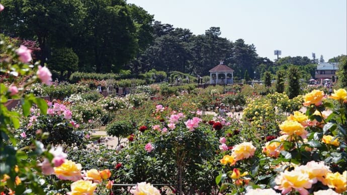 「敷島公園ばら園」の バラ