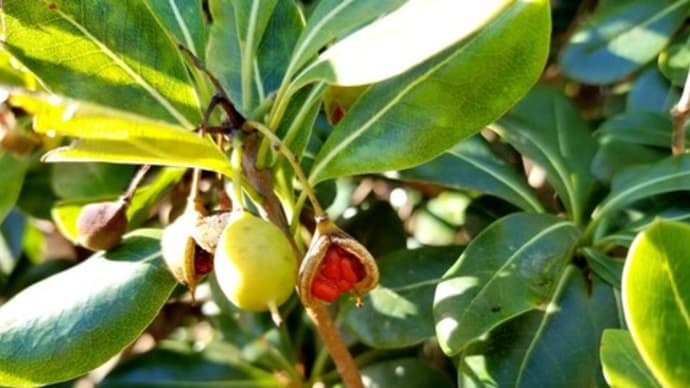 🍒 トベラ(扉)、ソヨゴ、ヒヨドリジョウゴ 🍒