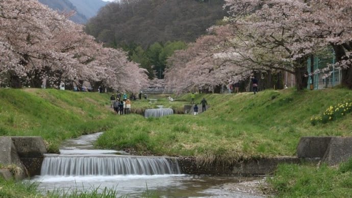 4/25 (日)その1 観音寺川の桜並木 猪苗代町