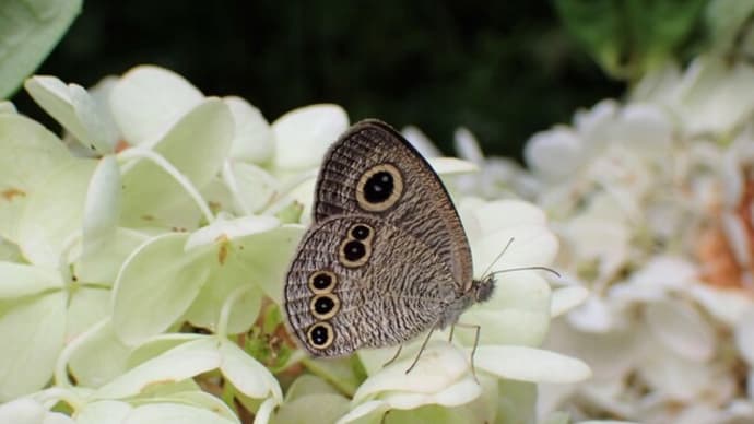 8月末の花と昆虫