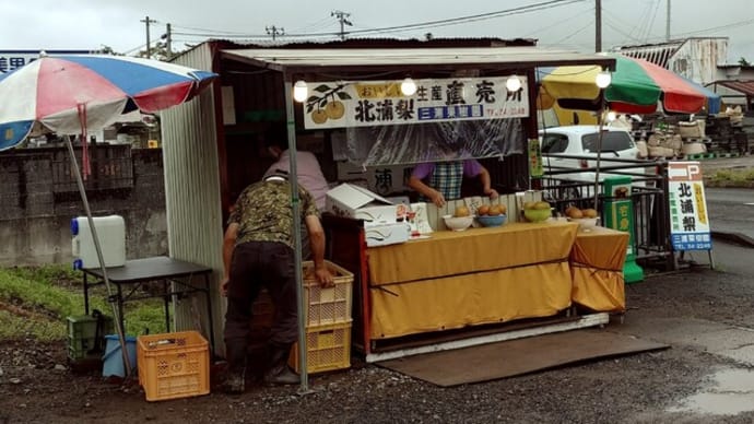 北浦梨の直売所が開店しました! ~「美里町北浦梨フェア2023」好評開催中!~