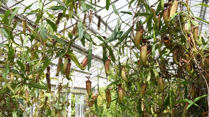 食虫植物展 (兵庫県立フラワーセンター) 加西市 2021.09.05