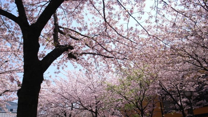 京都写真（桜並木）