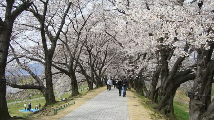 背割堤の桜