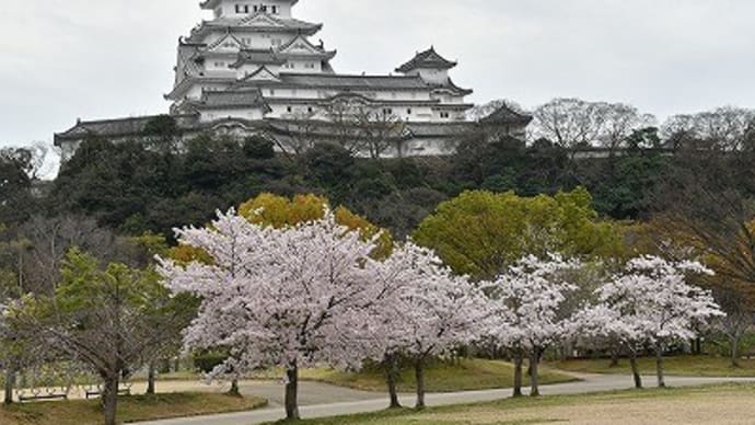 姫路城 満開の桜 2017