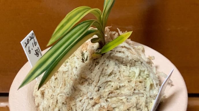 土佐錦