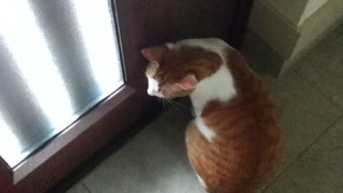 今日も、酷暑、ですか?